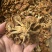 2025年古田食用菌之都新货滑子菇干品批发零售