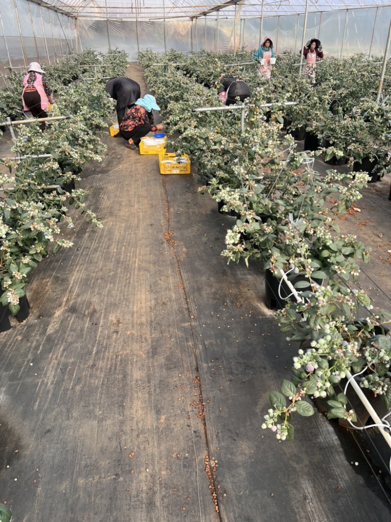 花香25，11基地直销