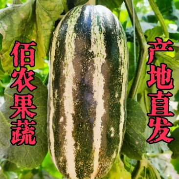 博洋九号甜瓜口感好糖度高对接各大平台保质保量欢迎洽谈