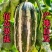 博洋九号甜瓜口感好糖度高对接各大平台保质保量欢迎洽谈