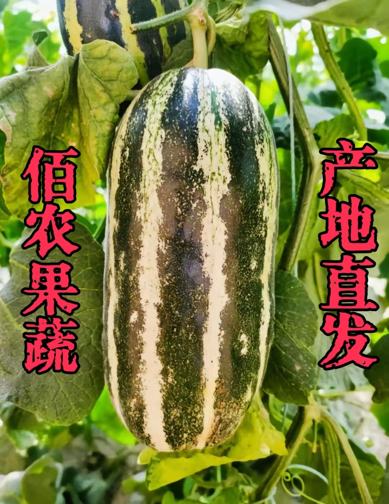 博洋九号甜瓜口感好糖度高对接各大平台保质保量欢迎洽谈