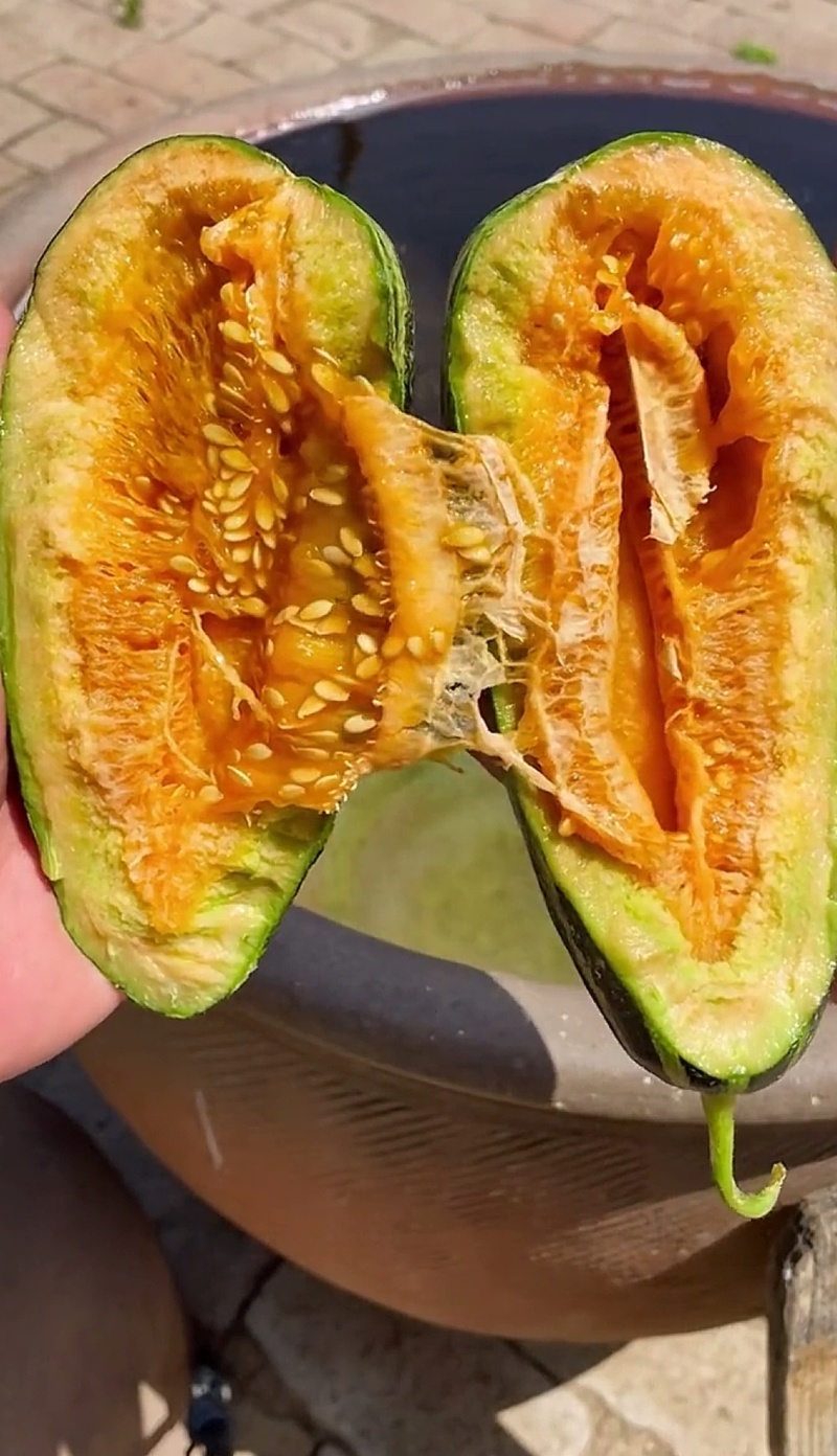 博洋九号甜瓜口感好糖度高对接各大平台保质保量欢迎洽谈