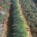 邯郸市大量四季小荵香荵刚荵一手货源产地直发