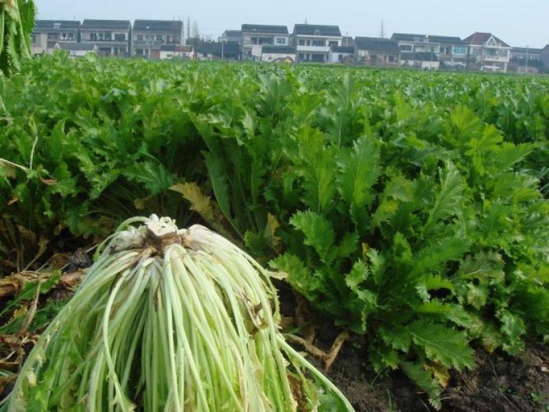 【雪里红】湖北基地直发质量保证一手货源全国发货量大优惠