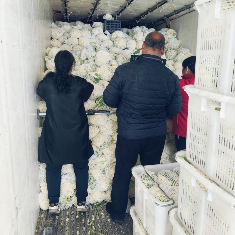 【福建精品松花菜】青梗白面散花，小米粒，质优价廉欢迎来电