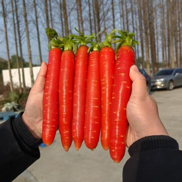 湖北荆州本地老品种水果胡萝卜🥕