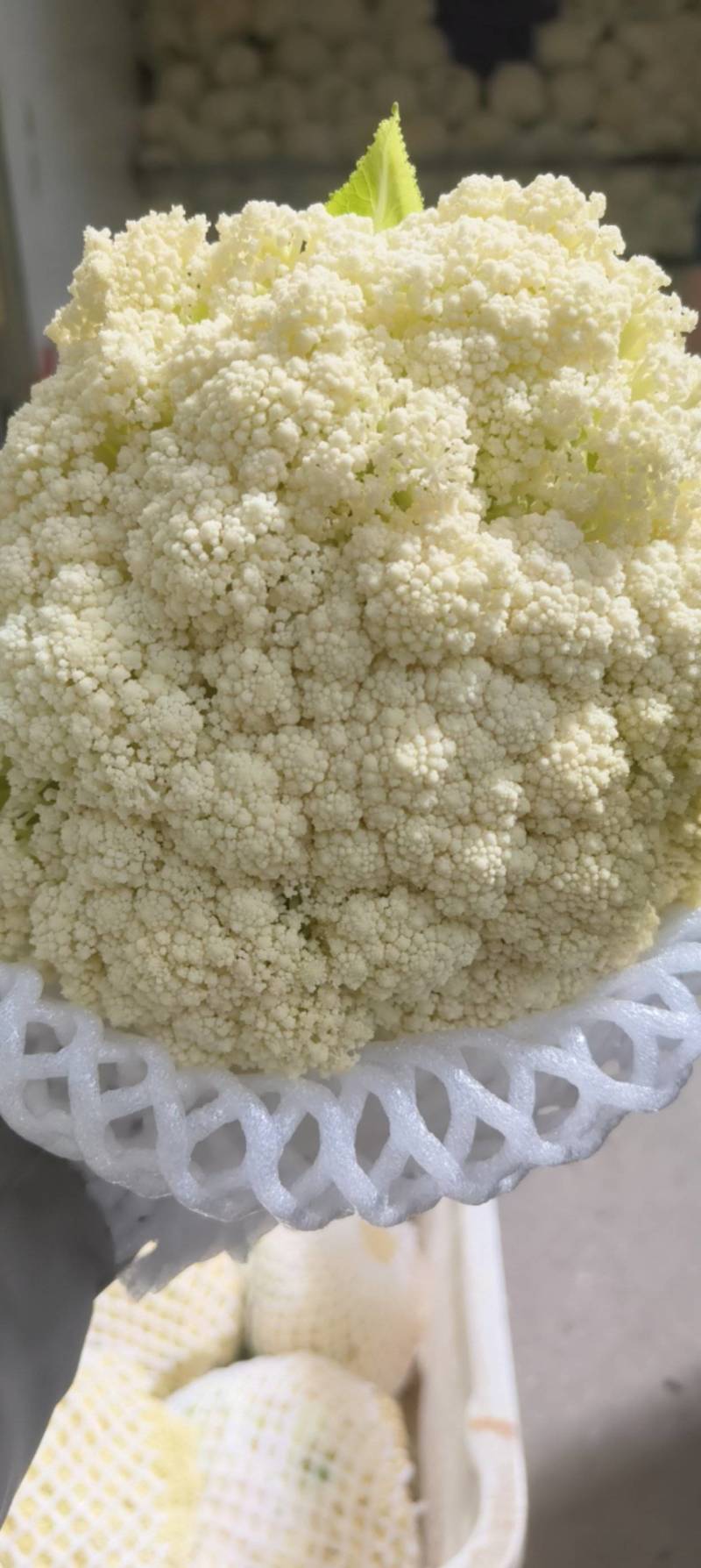 【福建精品松花菜】青梗白面散花，小米粒，质优价廉欢迎来电