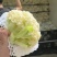 【福建精品松花菜】青梗白面散花，小米粒，质优价廉欢迎来电