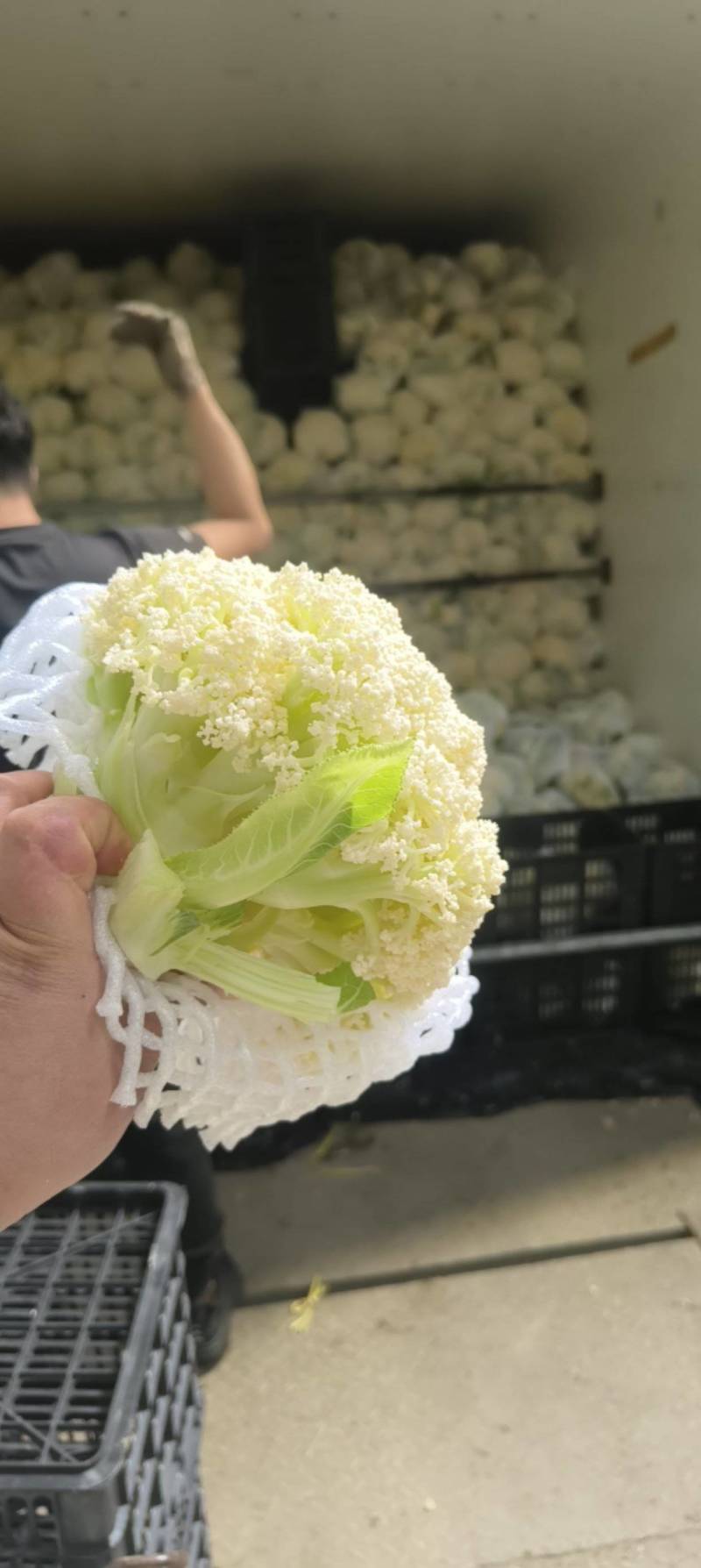 【福建精品松花菜】青梗白面散花，小米粒，质优价廉欢迎来电