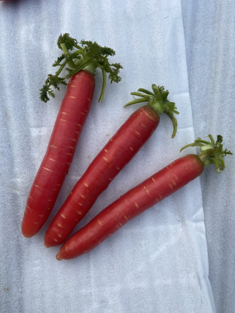 湖北荆州本地老品种水果胡萝卜🥕