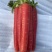 湖北荆州本地老品种水果胡萝卜🥕