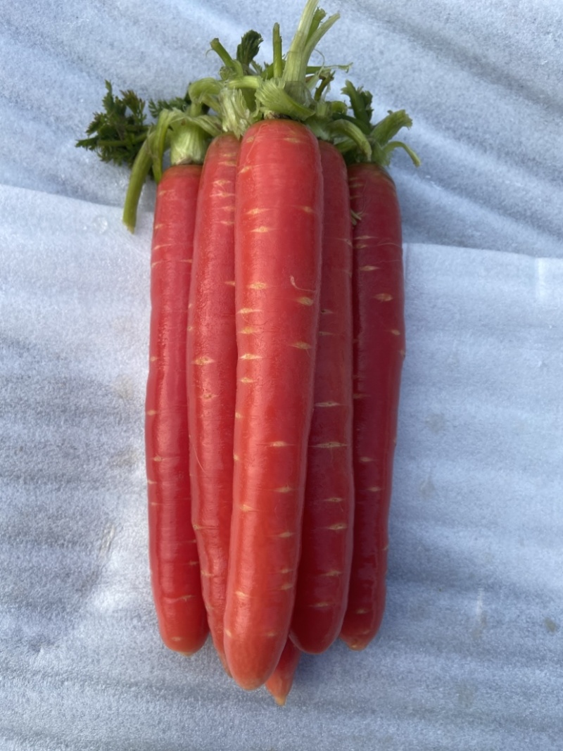 湖北荆州本地老品种水果胡萝卜🥕