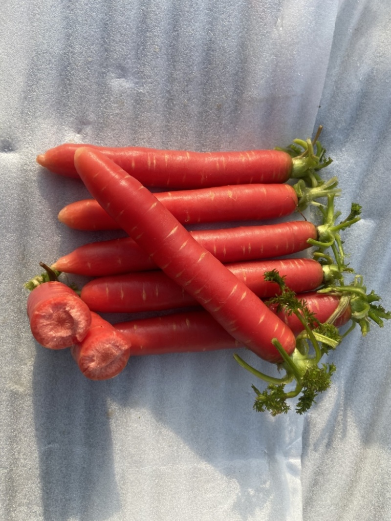 湖北荆州本地老品种水果胡萝卜🥕