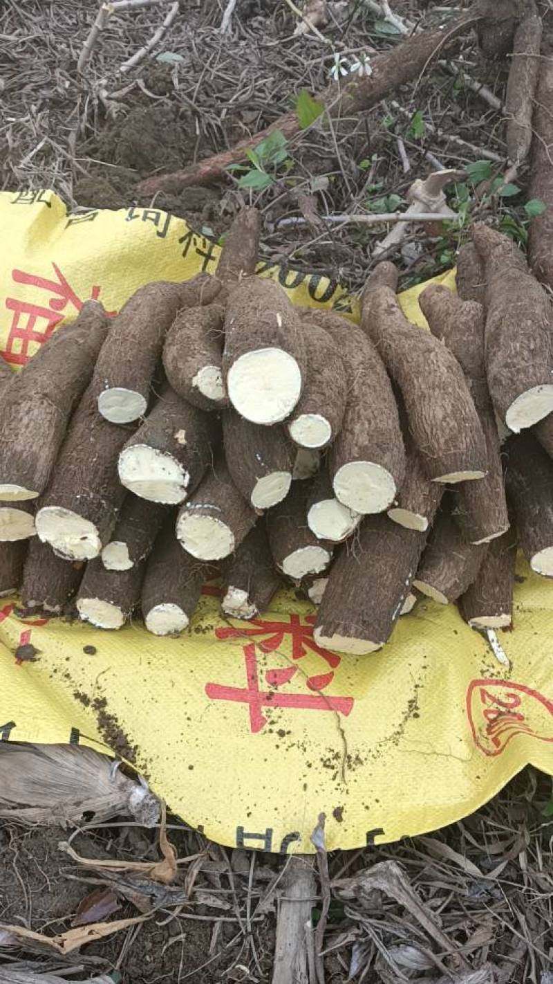 桂林新鲜木薯，天然无污染，口感滑嫩，营养丰富，欢迎选购！