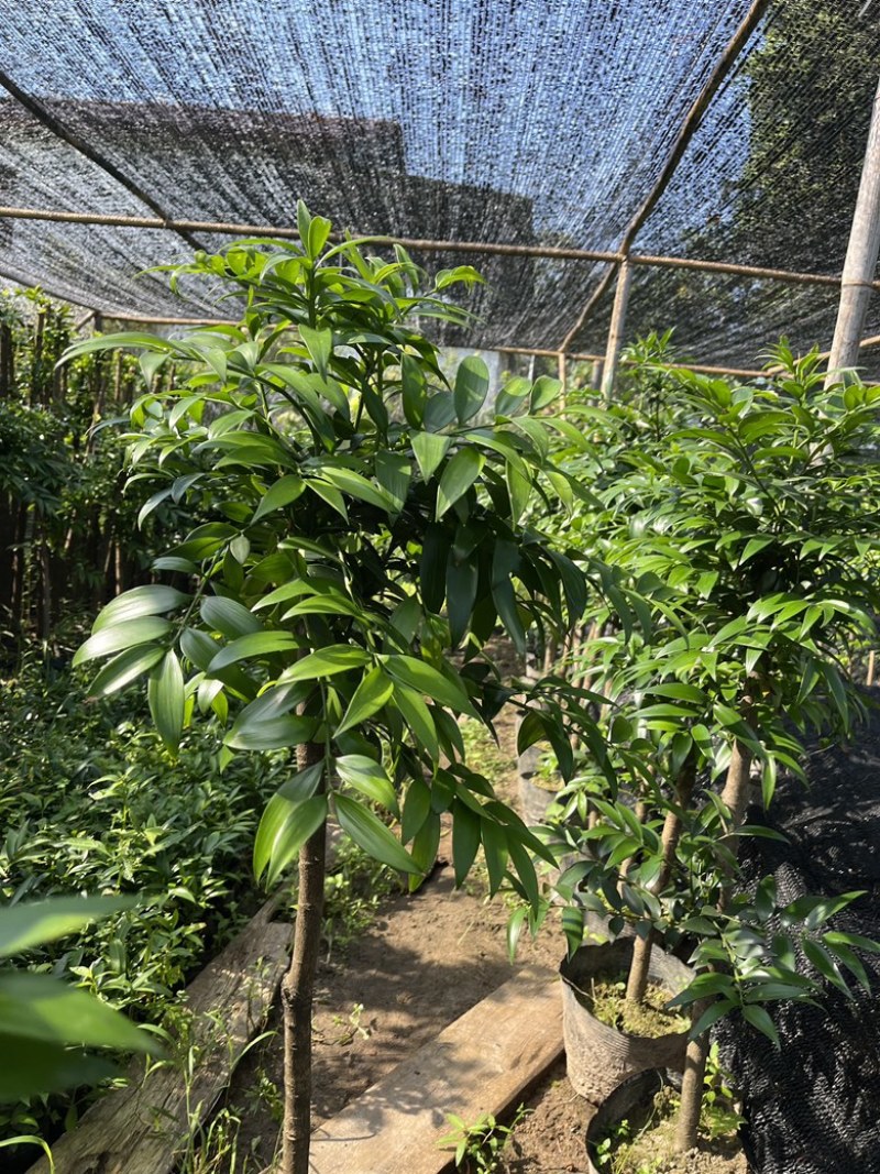 竹柏大小苗，多种规格，1234公分左右大量
