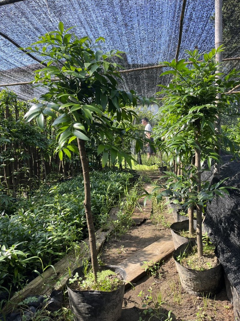 竹柏大小苗，多种规格，1234公分左右大量