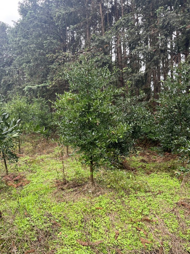 竹柏大小苗，多种规格，1234公分左右大量