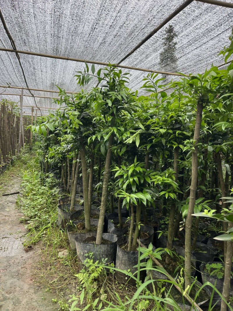 竹柏大小苗，多种规格，1234公分左右大量