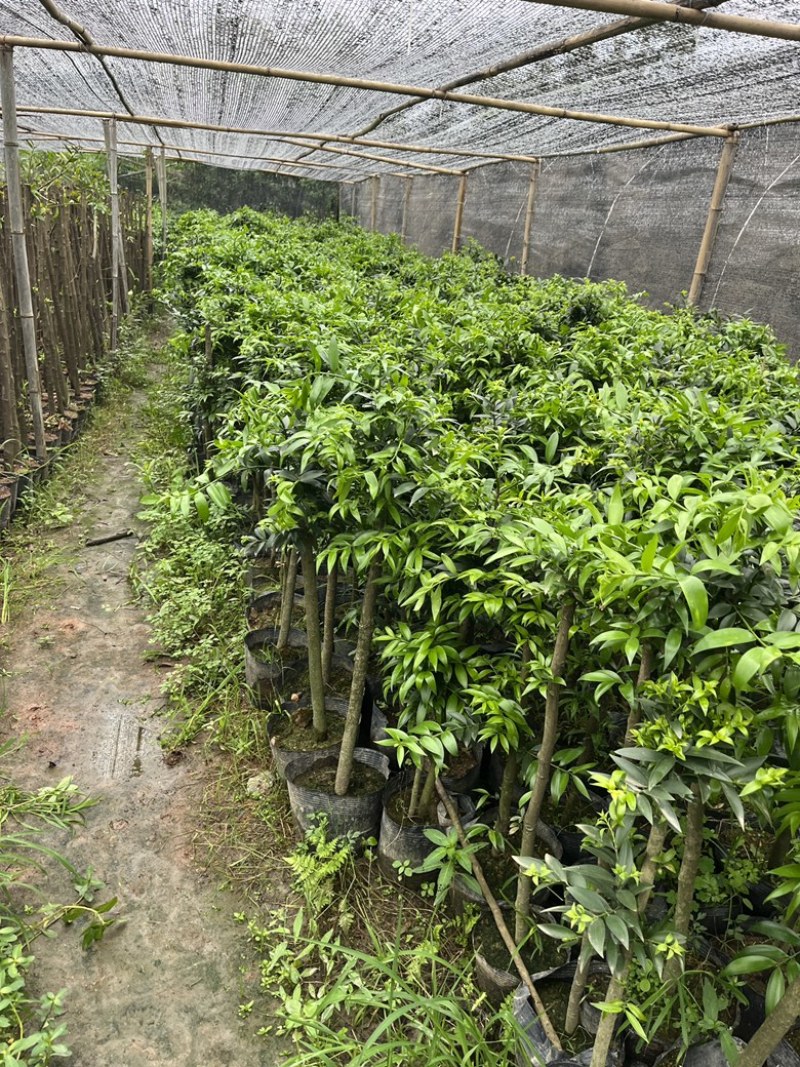 竹柏大小苗，多种规格，1234公分左右大量