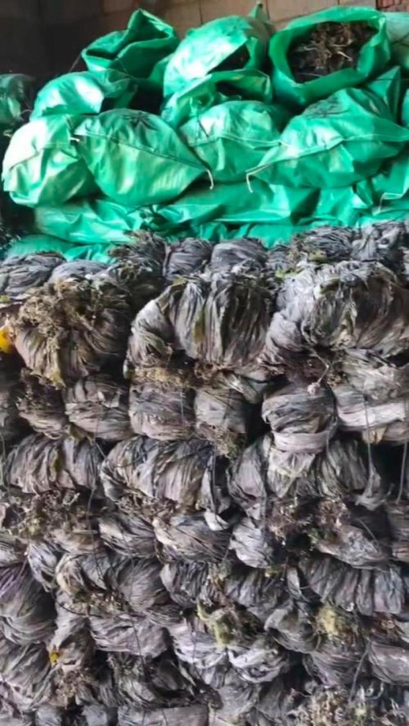 【海带】山东荣成优质干海带无沙无盐大量供应品质保证