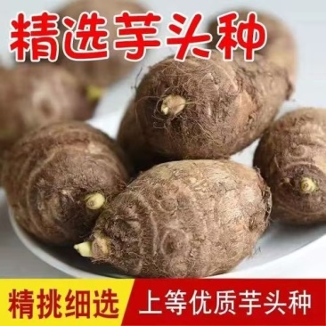 山东毛芋种精选毛芋种一手货源量大从优欢迎下单
