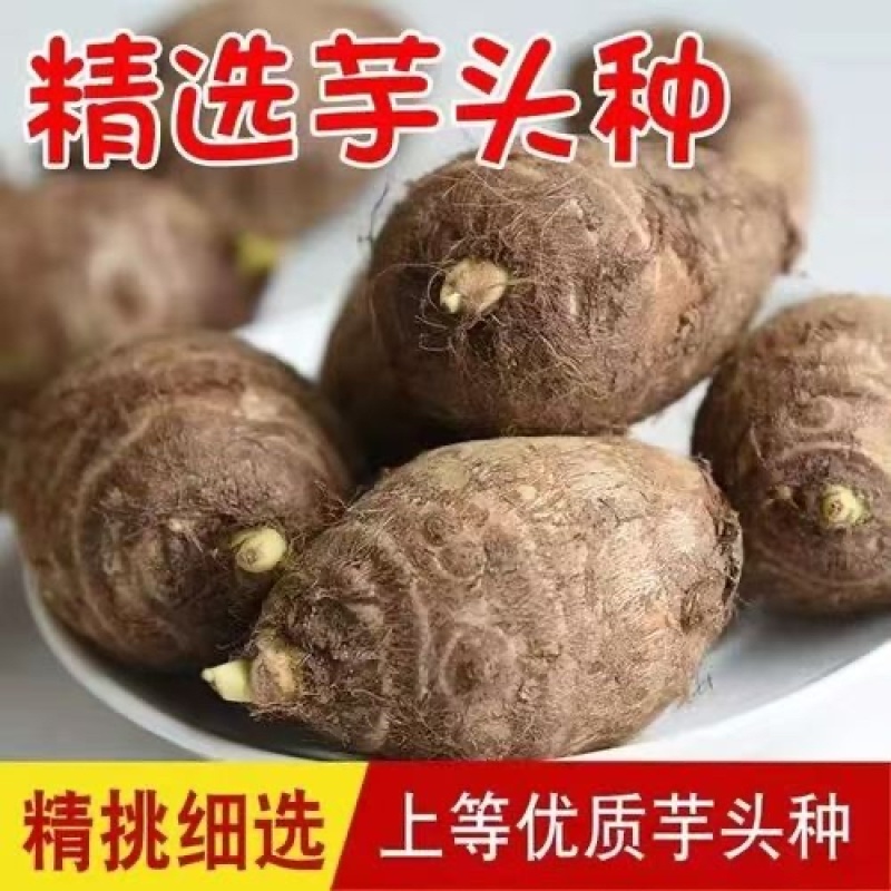 山东毛芋种精选毛芋种一手货源量大从优欢迎下单