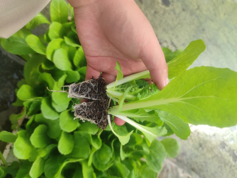 现栽白菜秧，成活率高，和各大种植基地合作