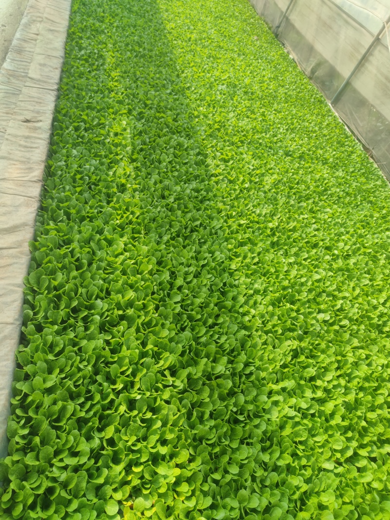现栽白菜秧，成活率高，和各大种植基地合作