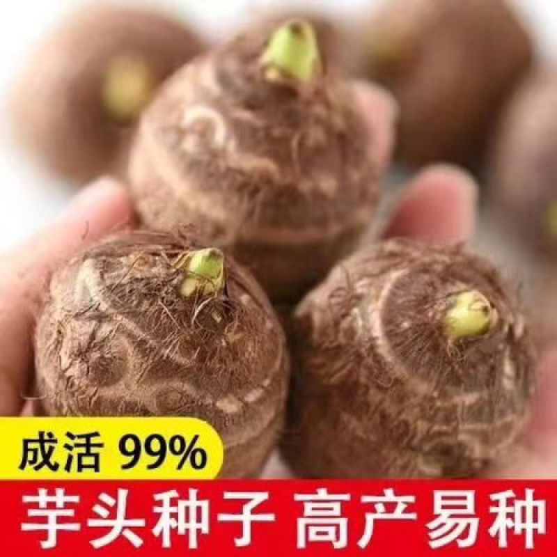 山东毛芋种精选毛芋种一手货源量大从优欢迎下单