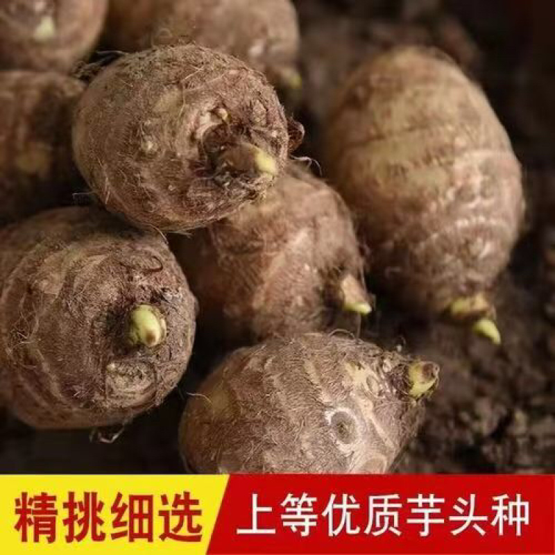 山东毛芋种精选毛芋种一手货源量大从优欢迎下单
