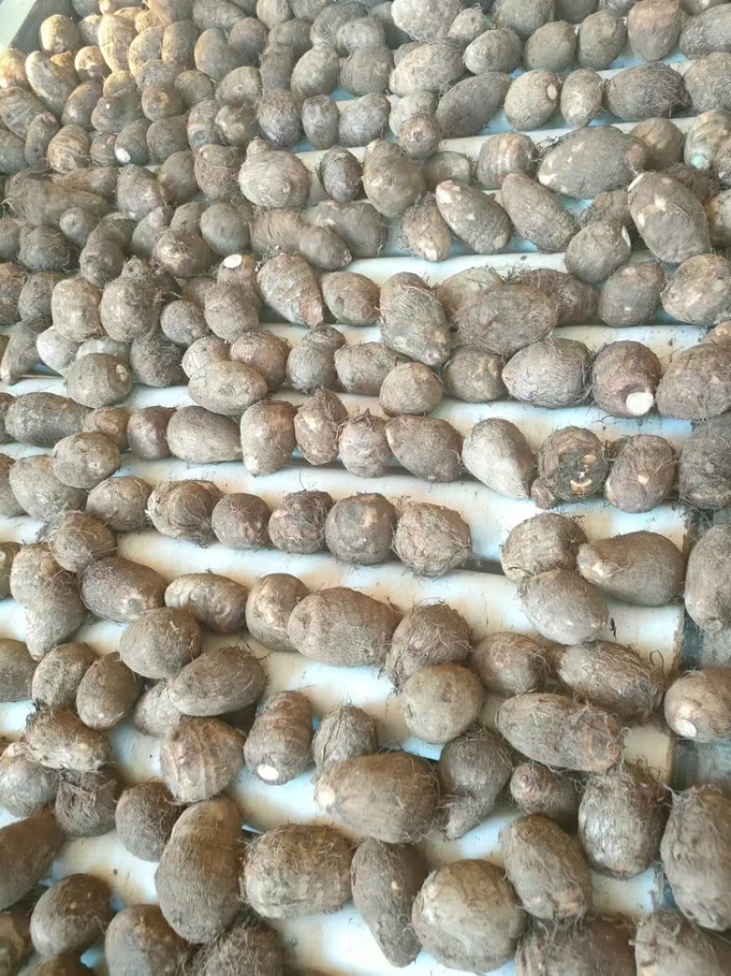 山东毛芋种精选毛芋种一手货源量大从优欢迎下单