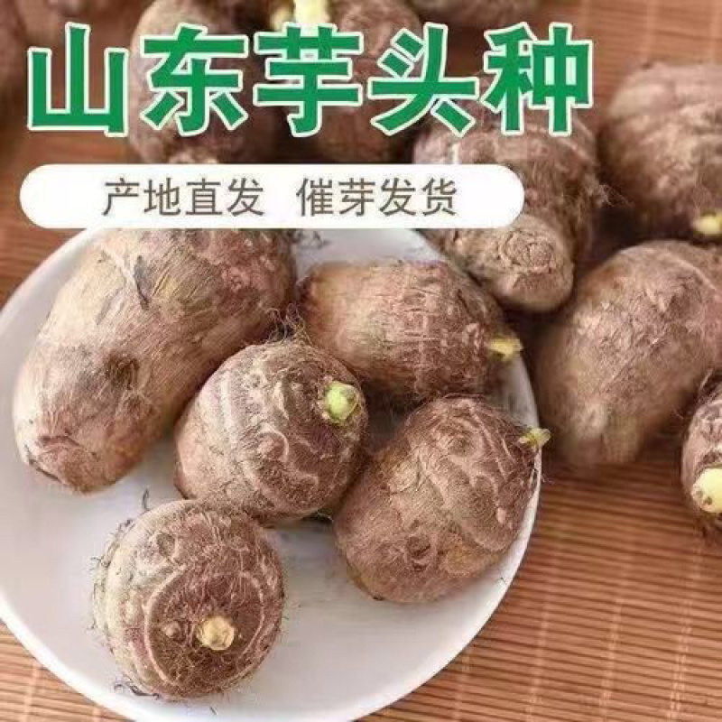 山东毛芋种精选毛芋种一手货源量大从优欢迎下单