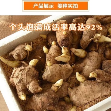 山东姜种精选姜种品质保证出芽高成活欢迎下单