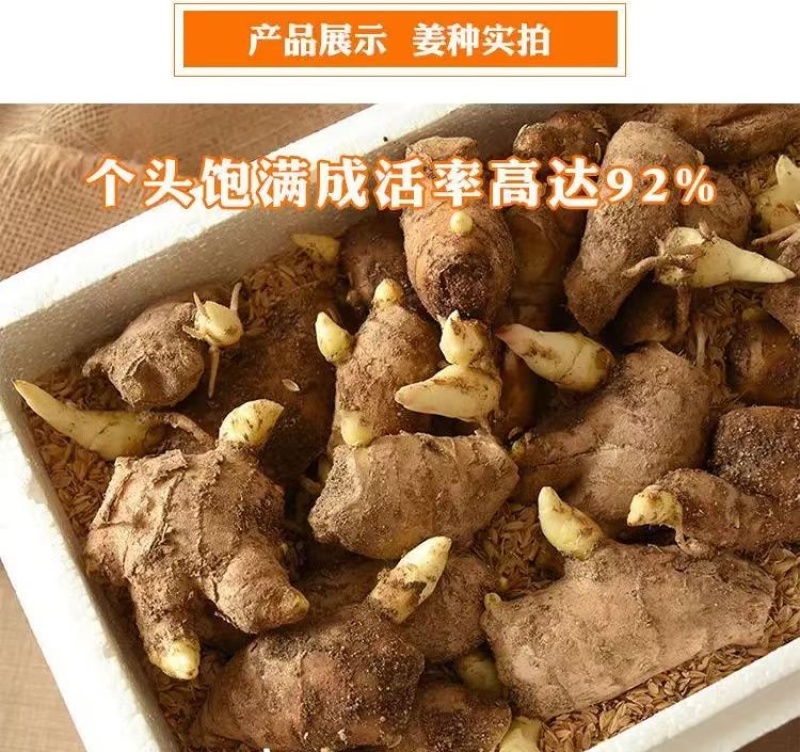山东姜种精选姜种品质保证出芽高成活欢迎下单