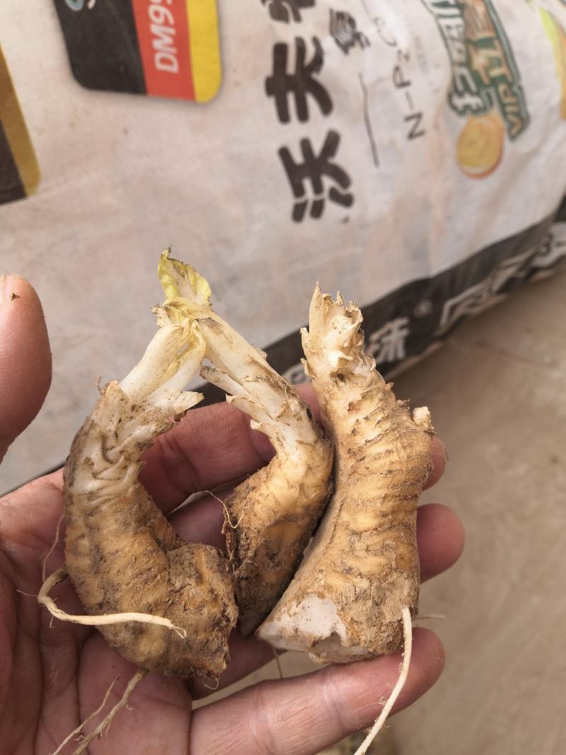改良玄参牙，大量供应