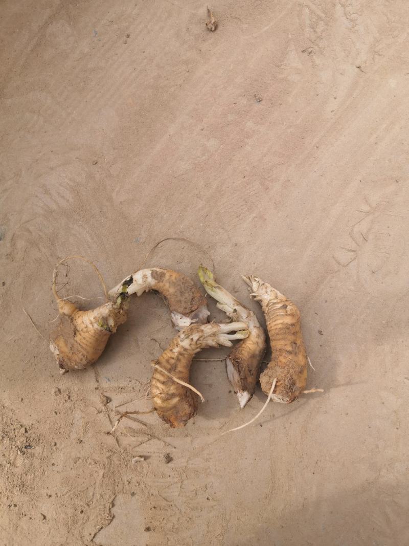 改良玄参牙，大量供应