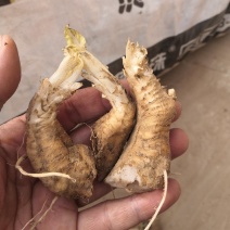 改良玄参牙，大量供应