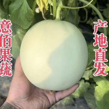 网红冰淇凌玉菇甜瓜产地一件代发对接电商主播团队市场团购