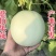 网红冰淇凌玉菇甜瓜产地一件代发对接电商主播团队市场团购