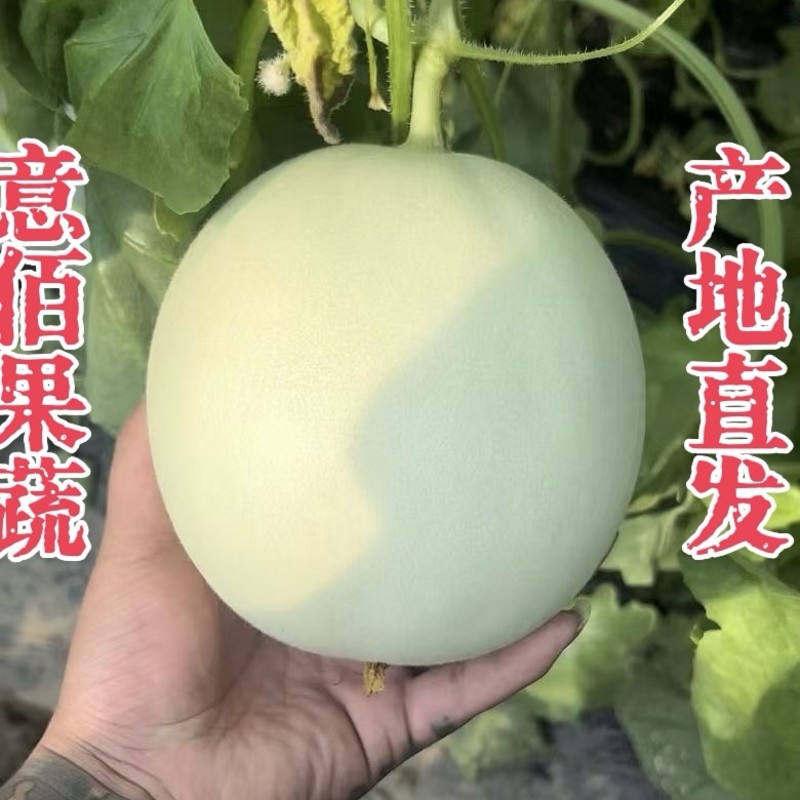网红冰淇凌玉菇甜瓜产地一件代发对接电商主播团队市场团购