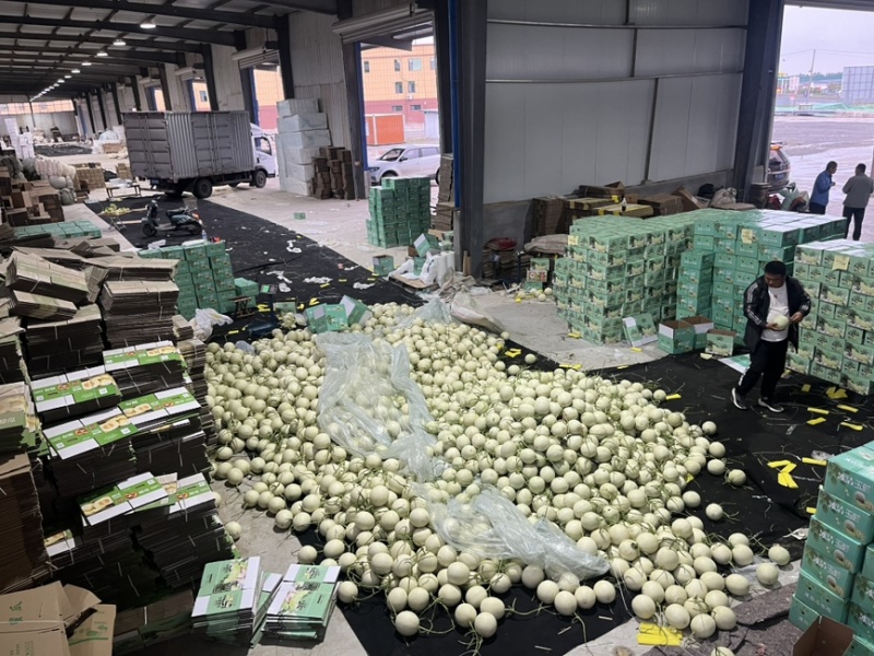 网红冰淇凌玉菇甜瓜产地一件代发对接电商主播团队市场团购