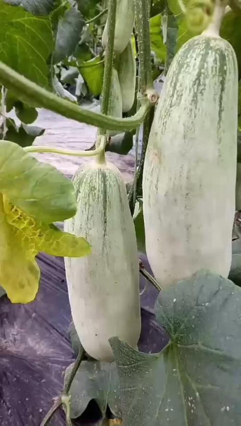 博洋甜瓜61糖度高，品质好。