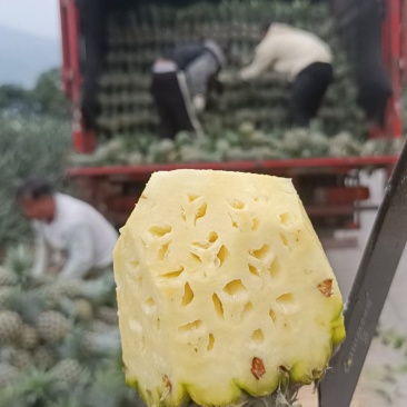 云南香水菠萝大量上市。产地一手货源。市场电商工厂货