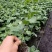钦蜜9号黄金百香果苗嫁接苗一年四季爬藤百香果苗庭院阳台种