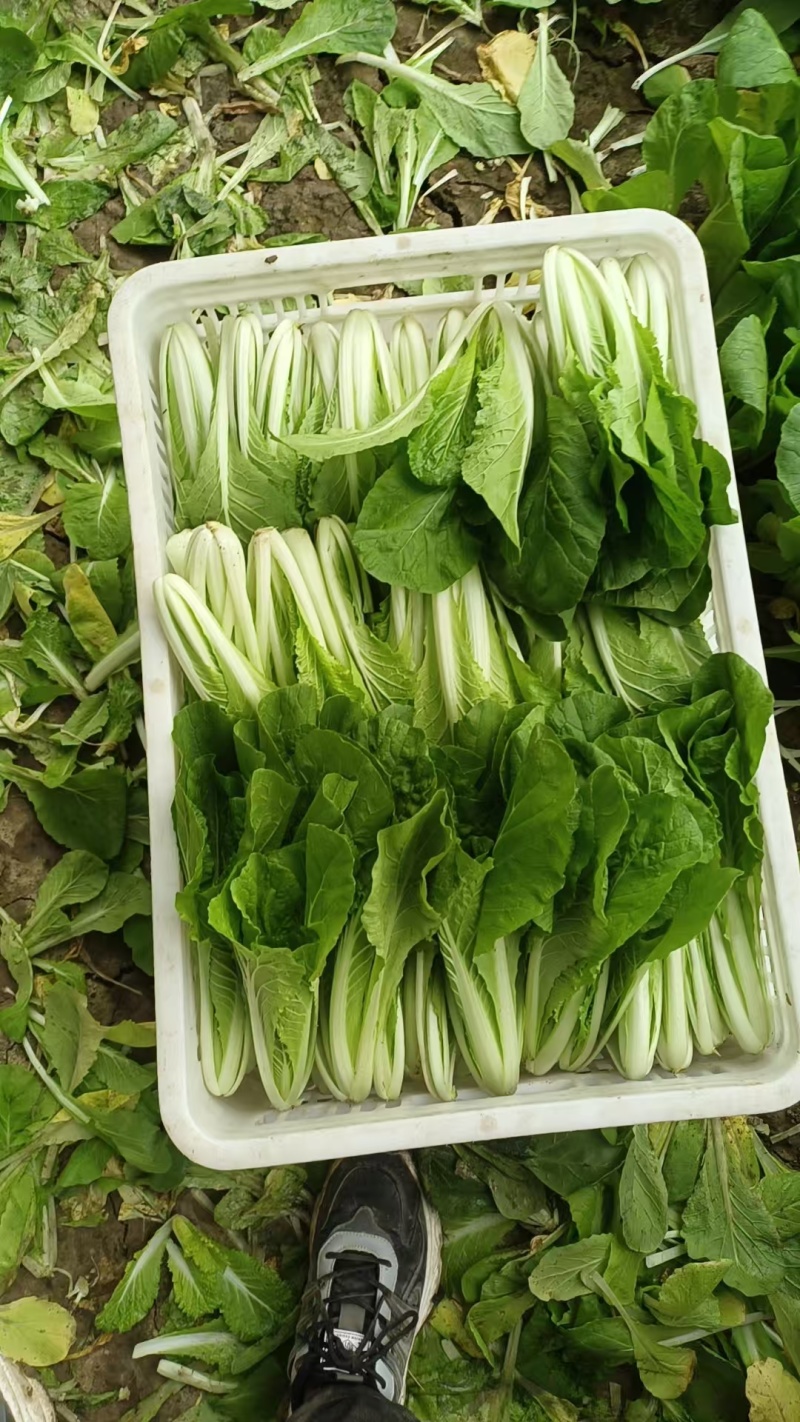 精品快白