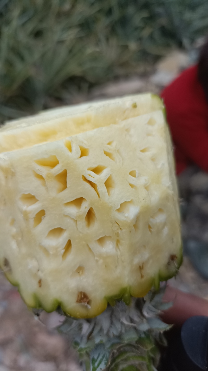 云南香水菠萝大量上市。产地一手货源。市场电商工厂货