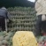 云南香水菠萝大量上市。产地一手货源。市场电商工厂货