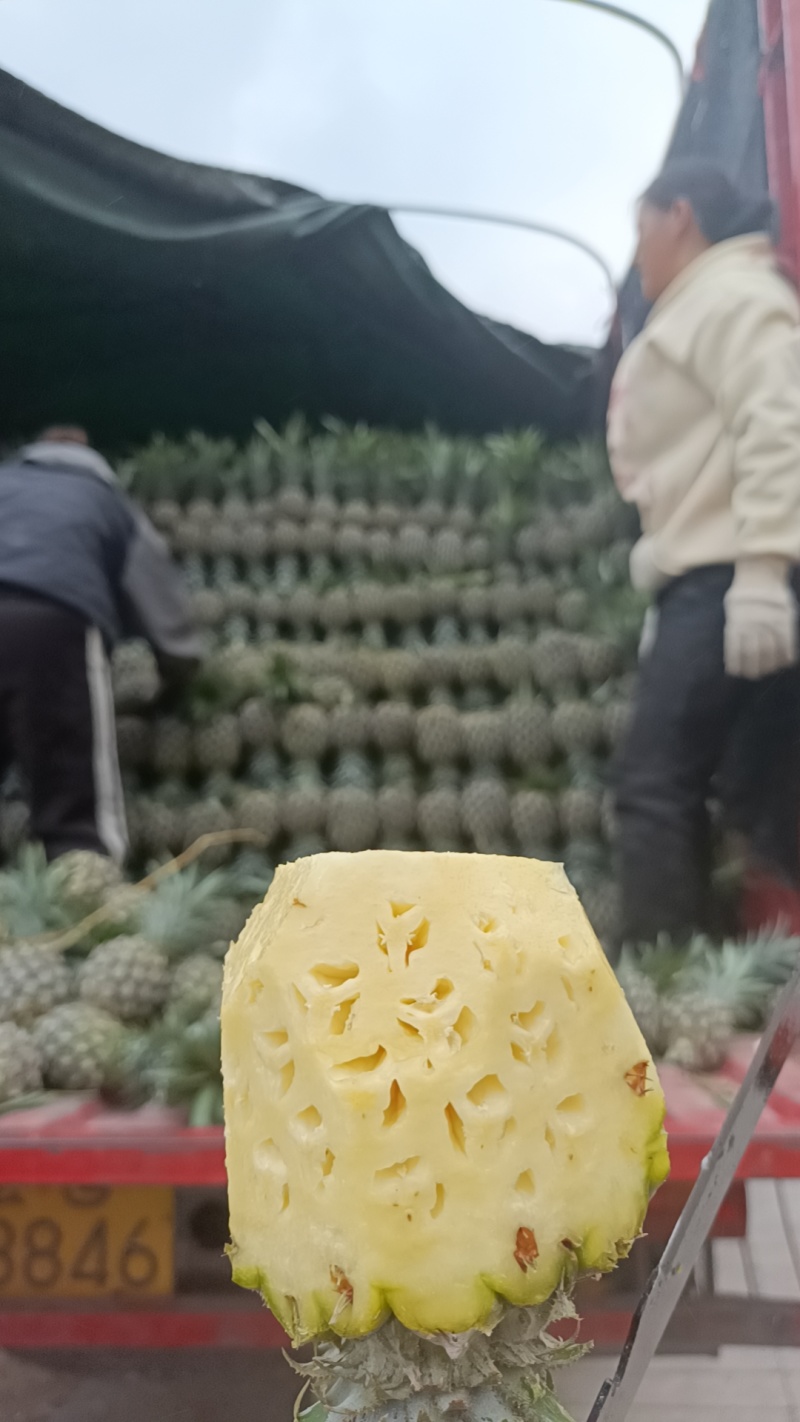 云南香水菠萝大量上市。产地一手货源。市场电商工厂货