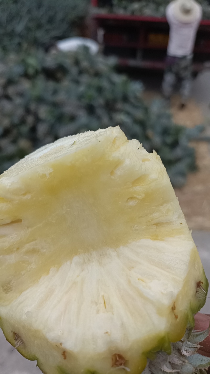 云南香水菠萝大量上市。产地一手货源。市场电商工厂货