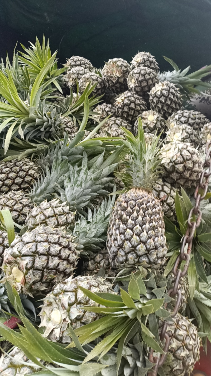 云南香水菠萝大量上市。产地一手货源。市场电商工厂货